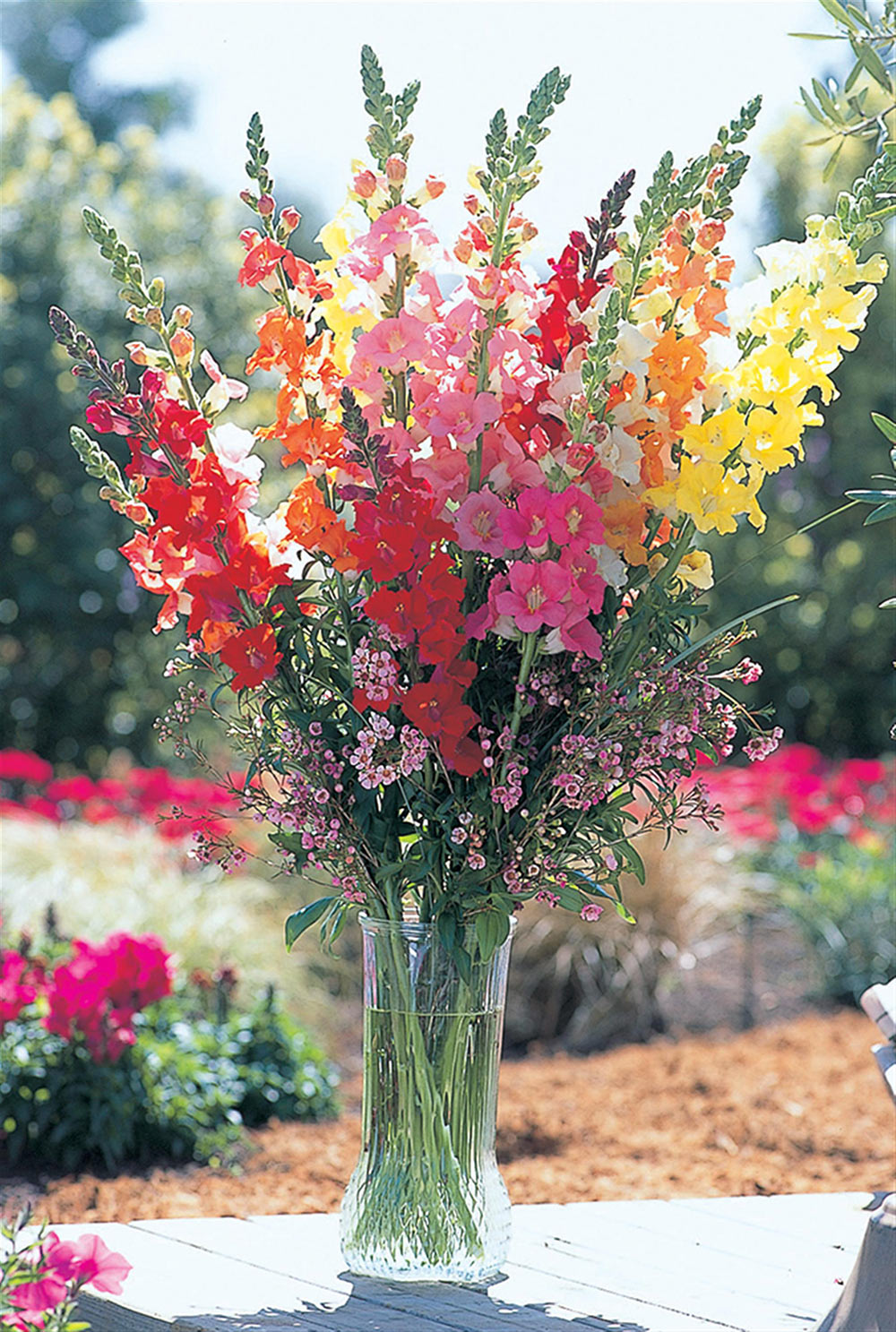 Snapdragon and Chantilly cut flower bouquet