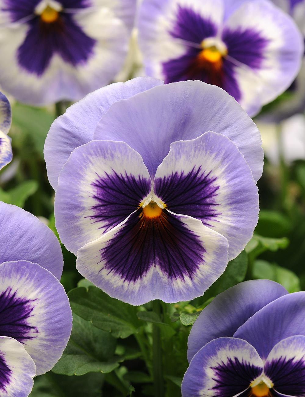 Snapdragon and Chantilly cut flower bouquet