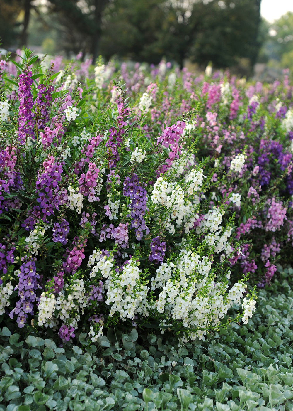 Serena Mix Angelonia