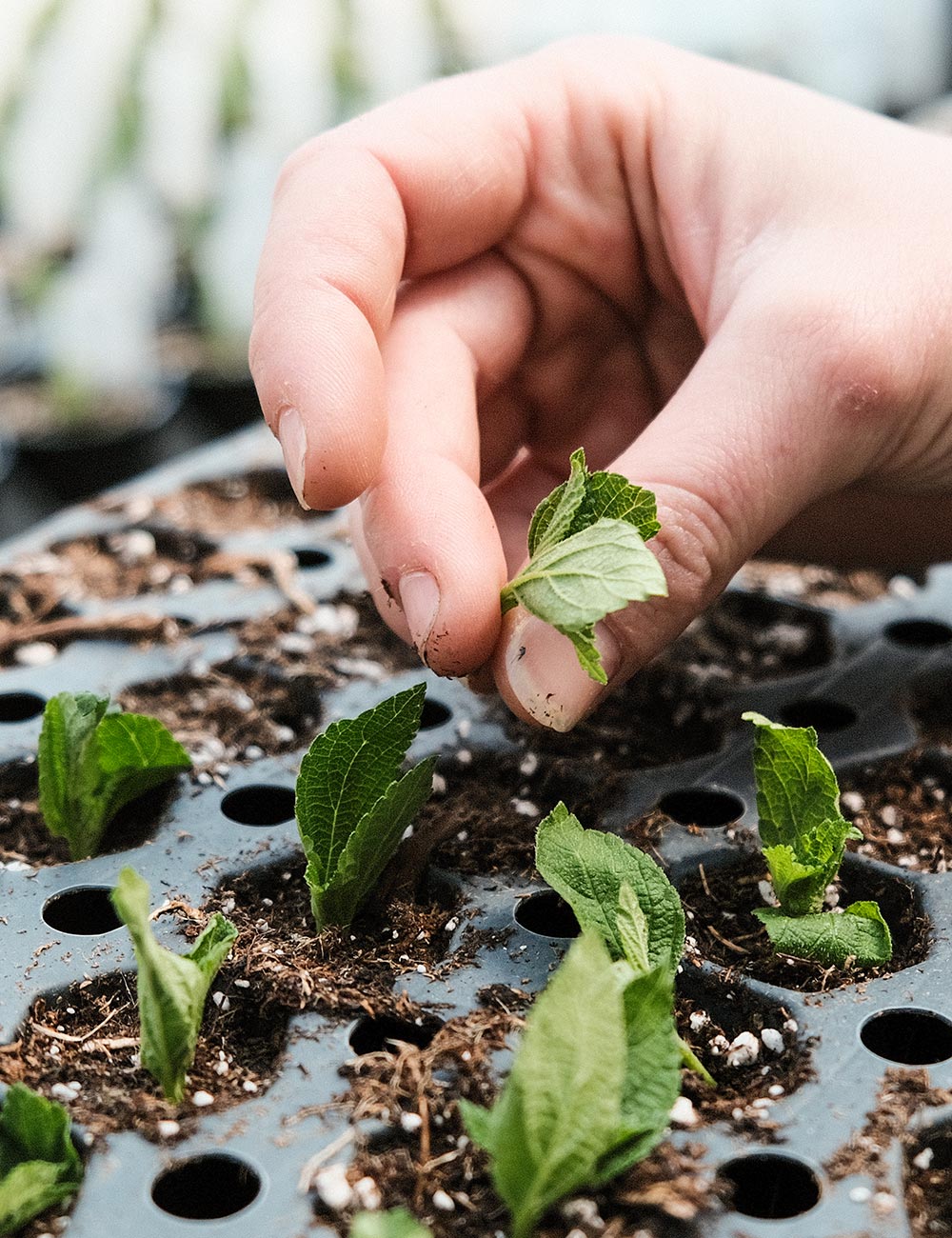 Serena Mix Angelonia
